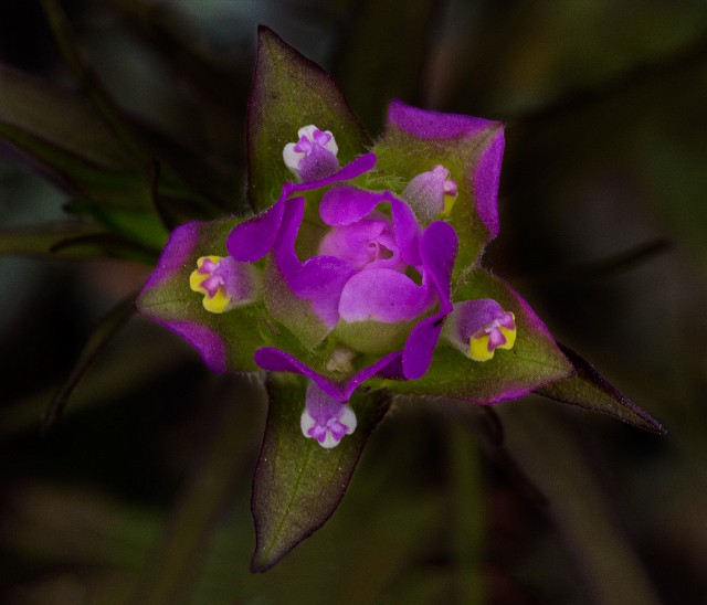 Orthocarpus imbricatus 14-4822-4.jpg